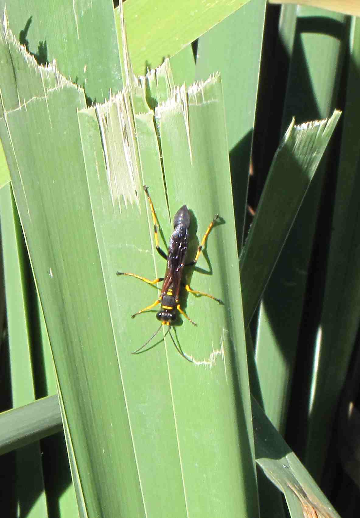 insetto in montagna Sceliphron caementarium